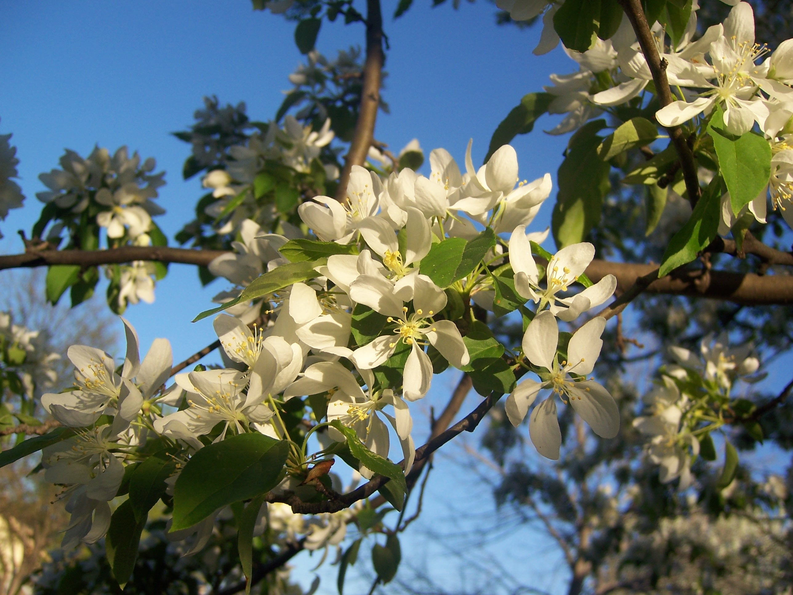 Photo of white tree flowers.