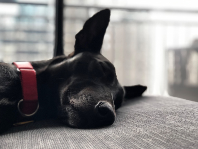 Photo of black furred greyhound named Nora.