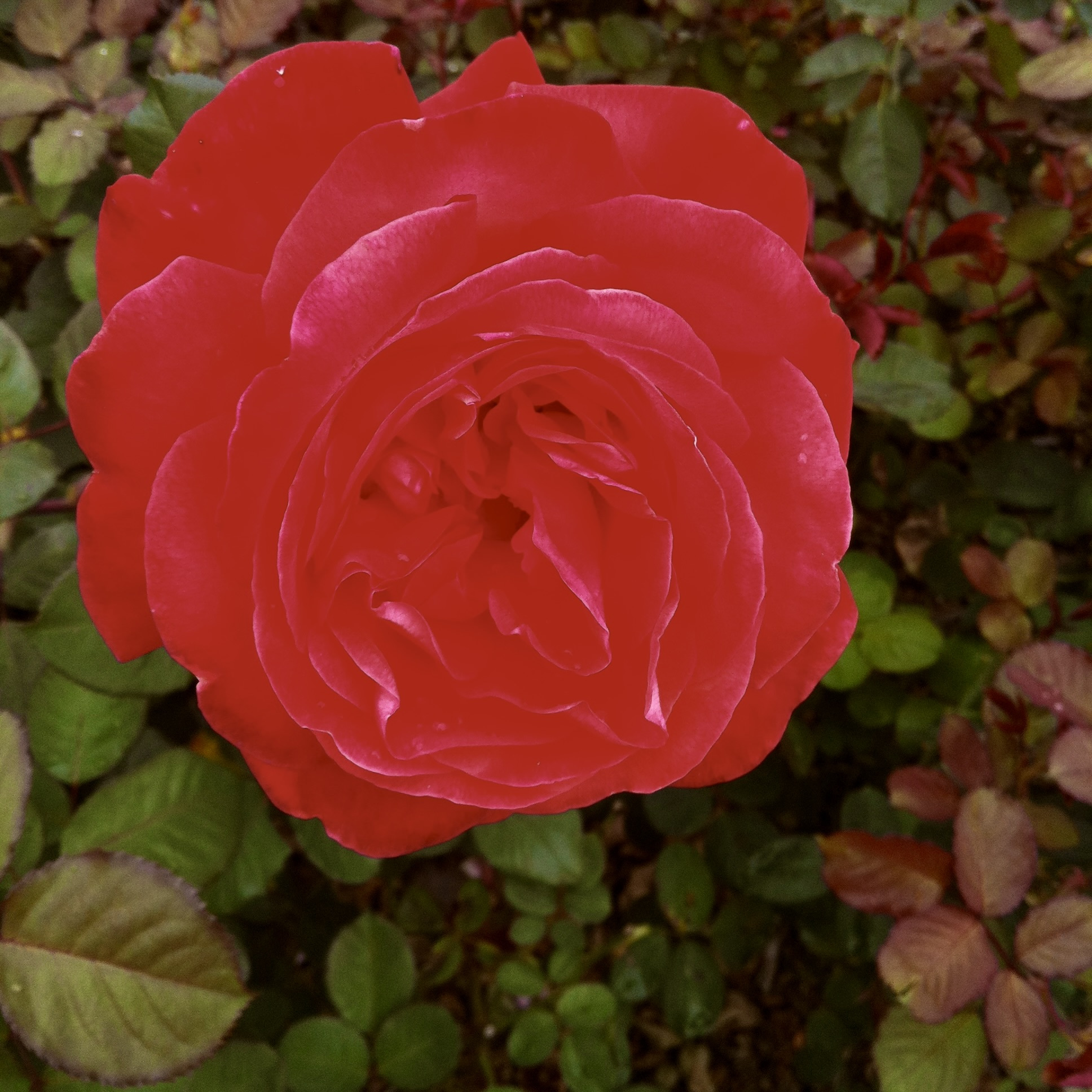 Photo of bright red rose